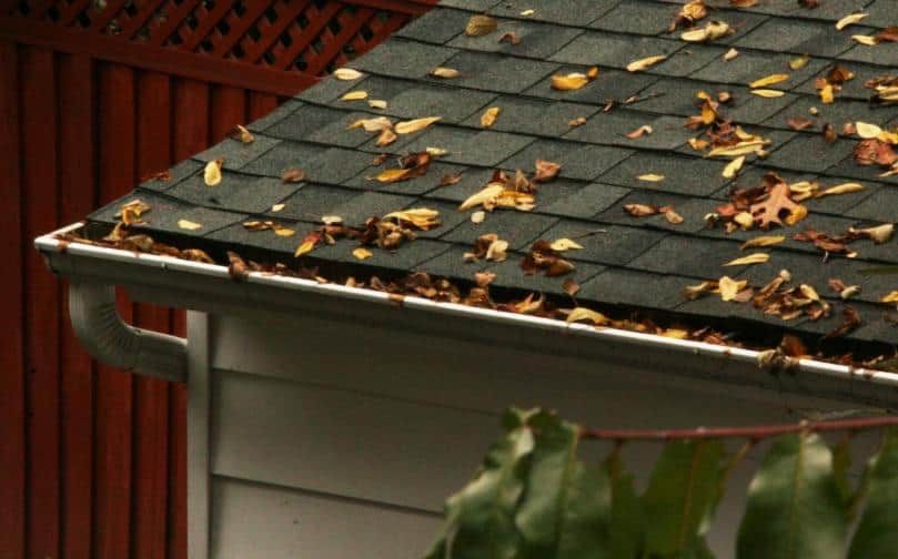 Do You Know What’s Growing in your Gutters?