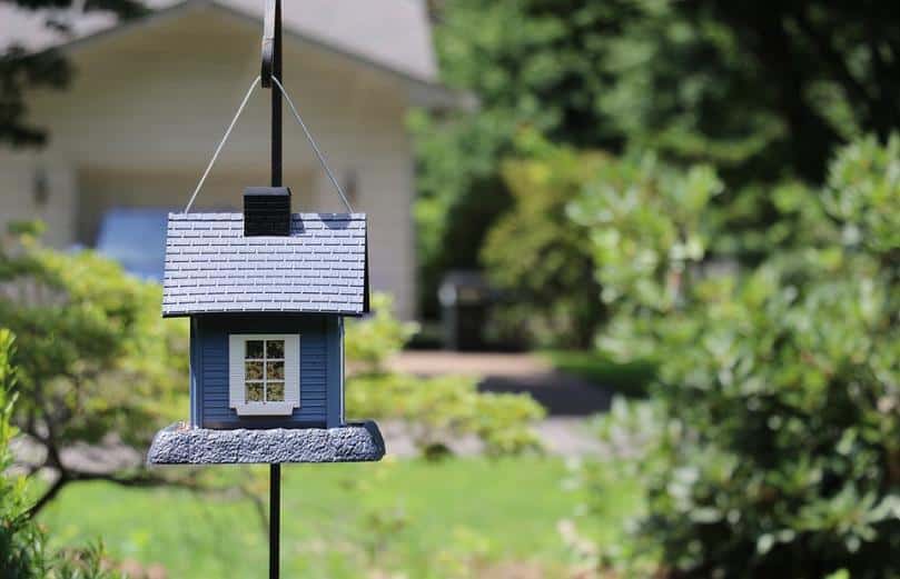 9 Ways How to Stop Birds From Flying Into Windows