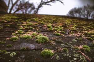 Green Algue Growth on Roof