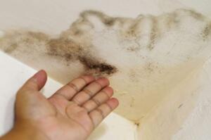 Black Mold On a Ceiling 