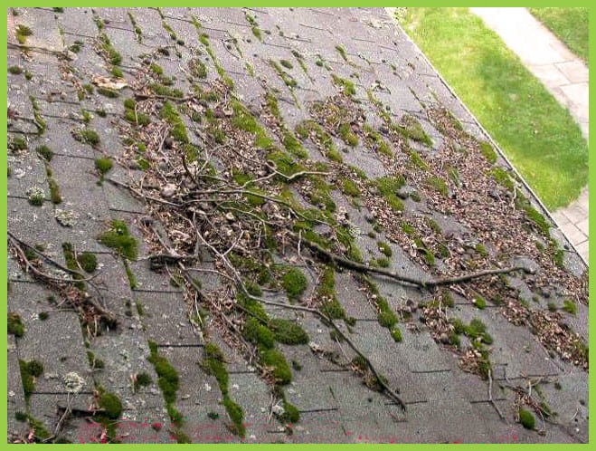 Moss growing on shingles of roof
