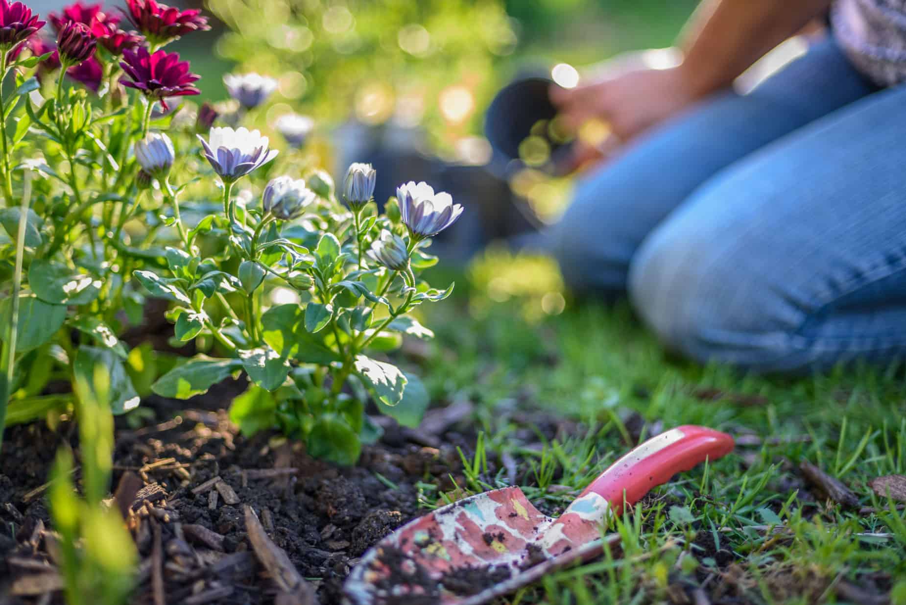 Lawn Care Spring