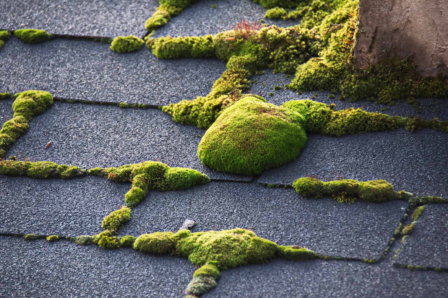 Roof Moss