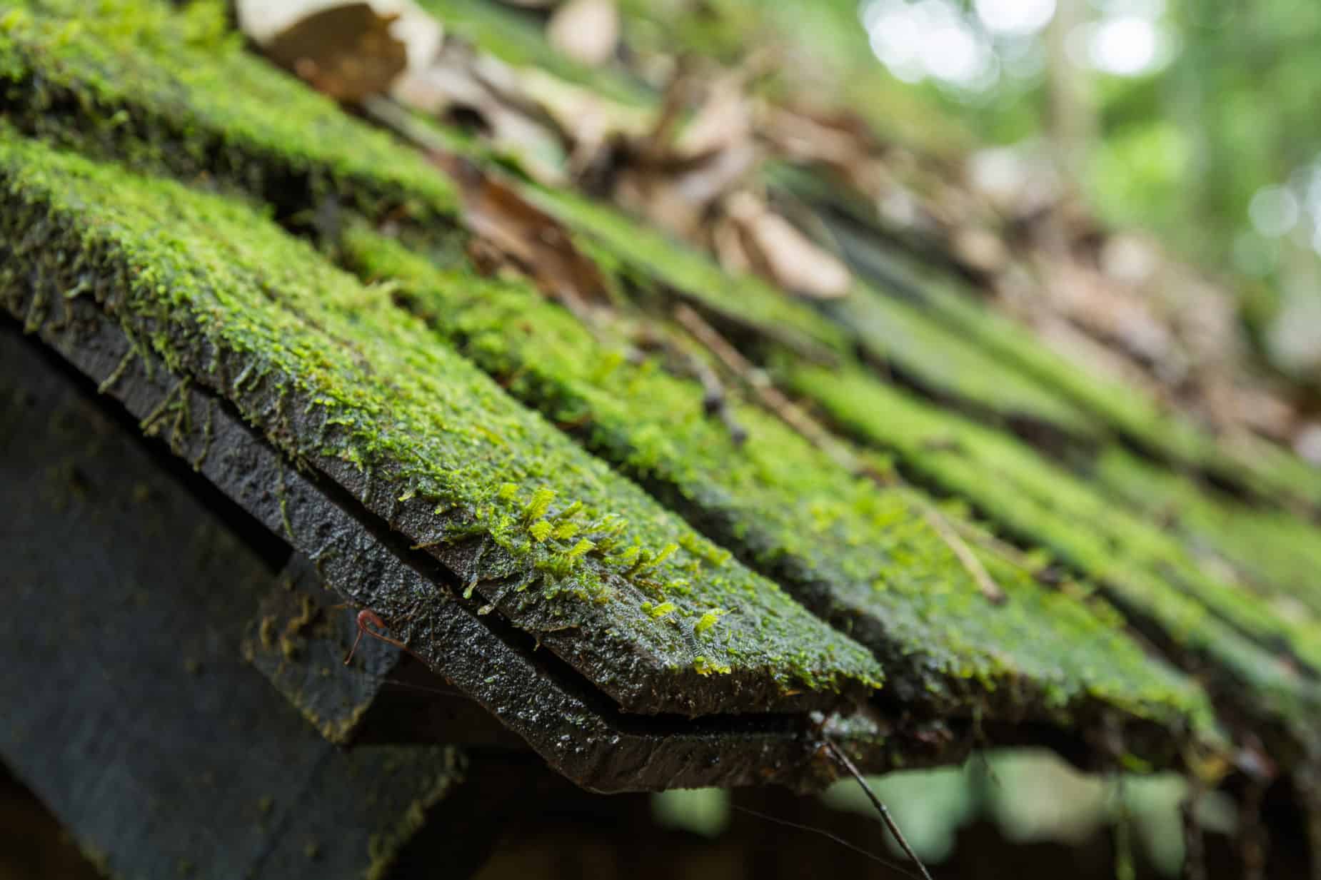 Roof Algae