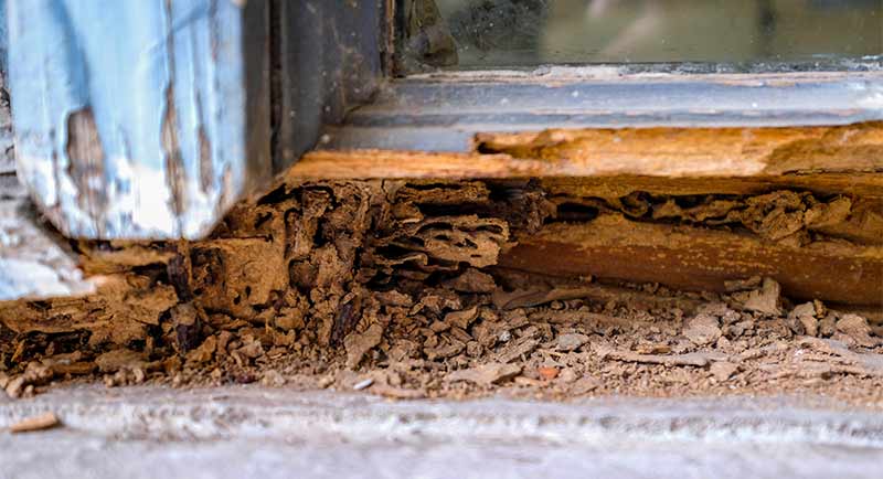 Termite Eaten Wood