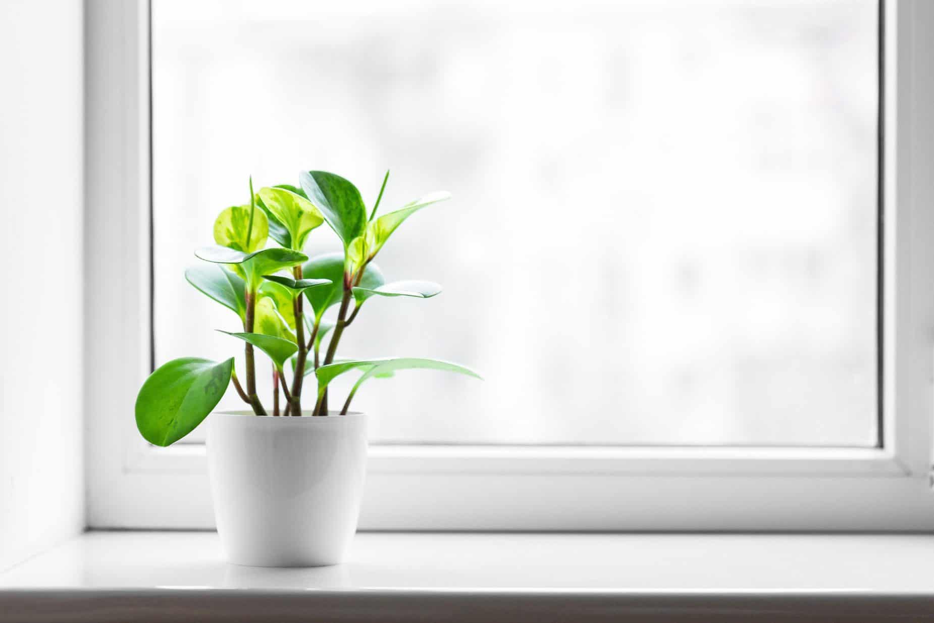 plant in front of window