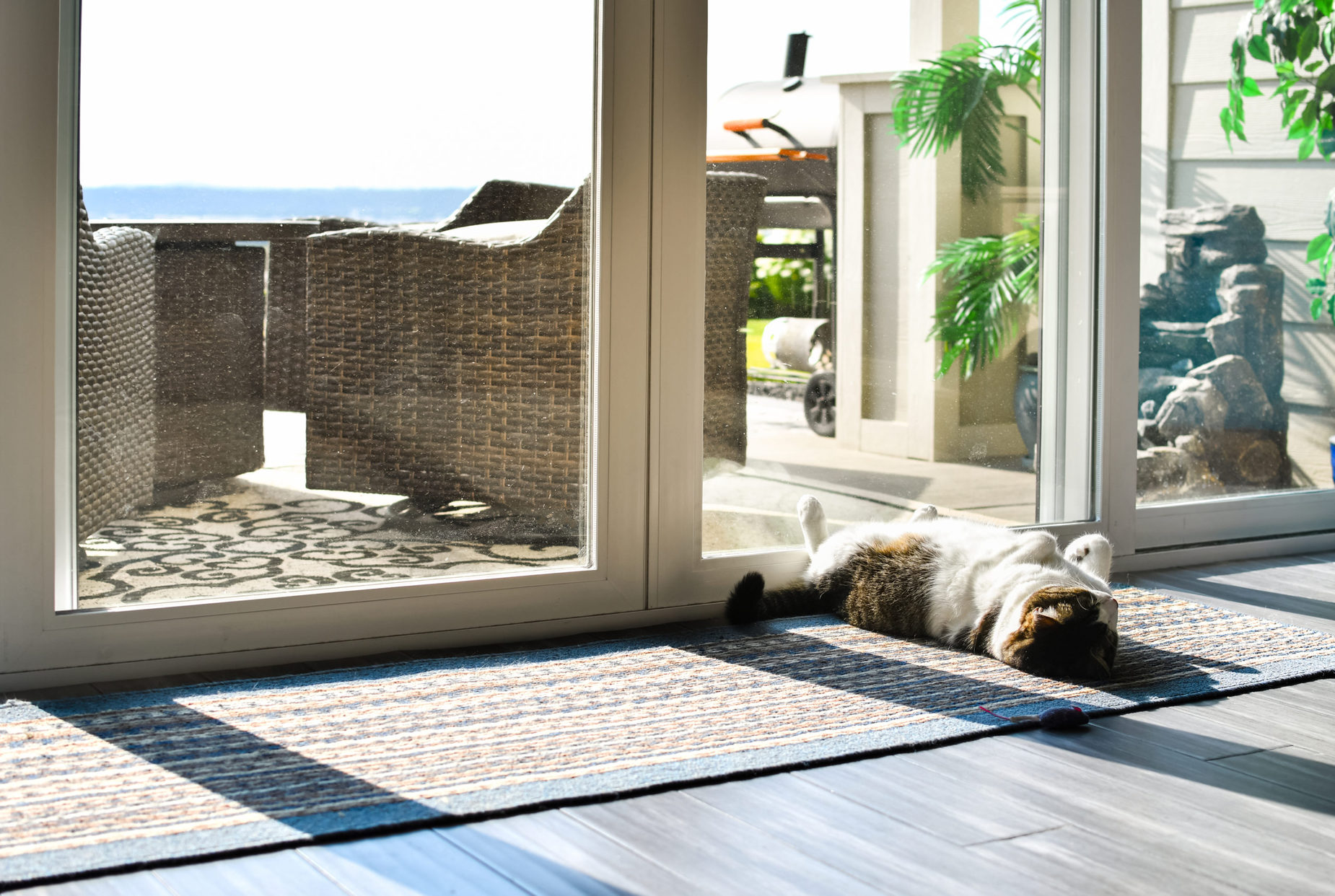 A,Gray,And,White,Tabby,Cat,Lounges,On,His,Back