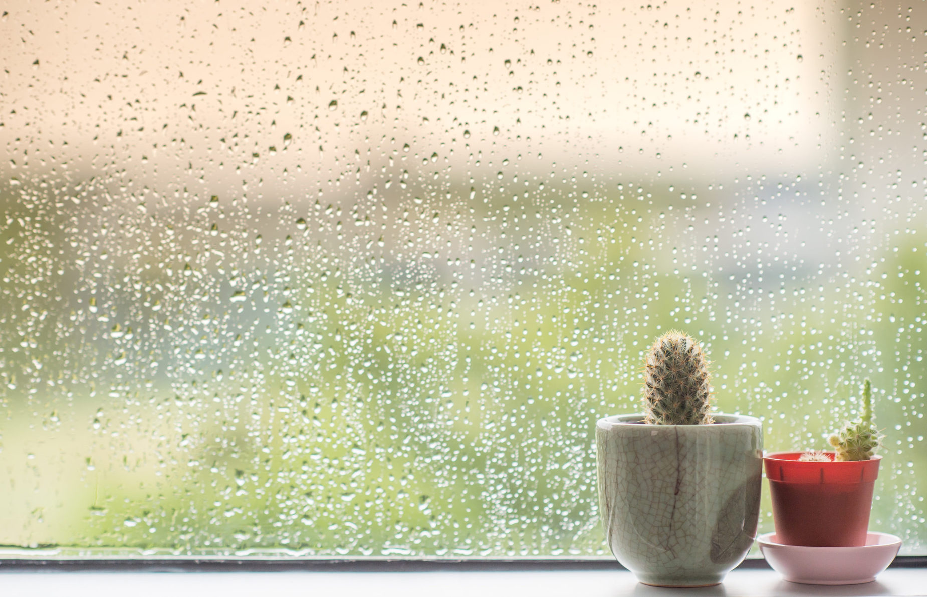 Cactus,Behind,Water,Drops,Of,Rain,On,A,Window,Glass