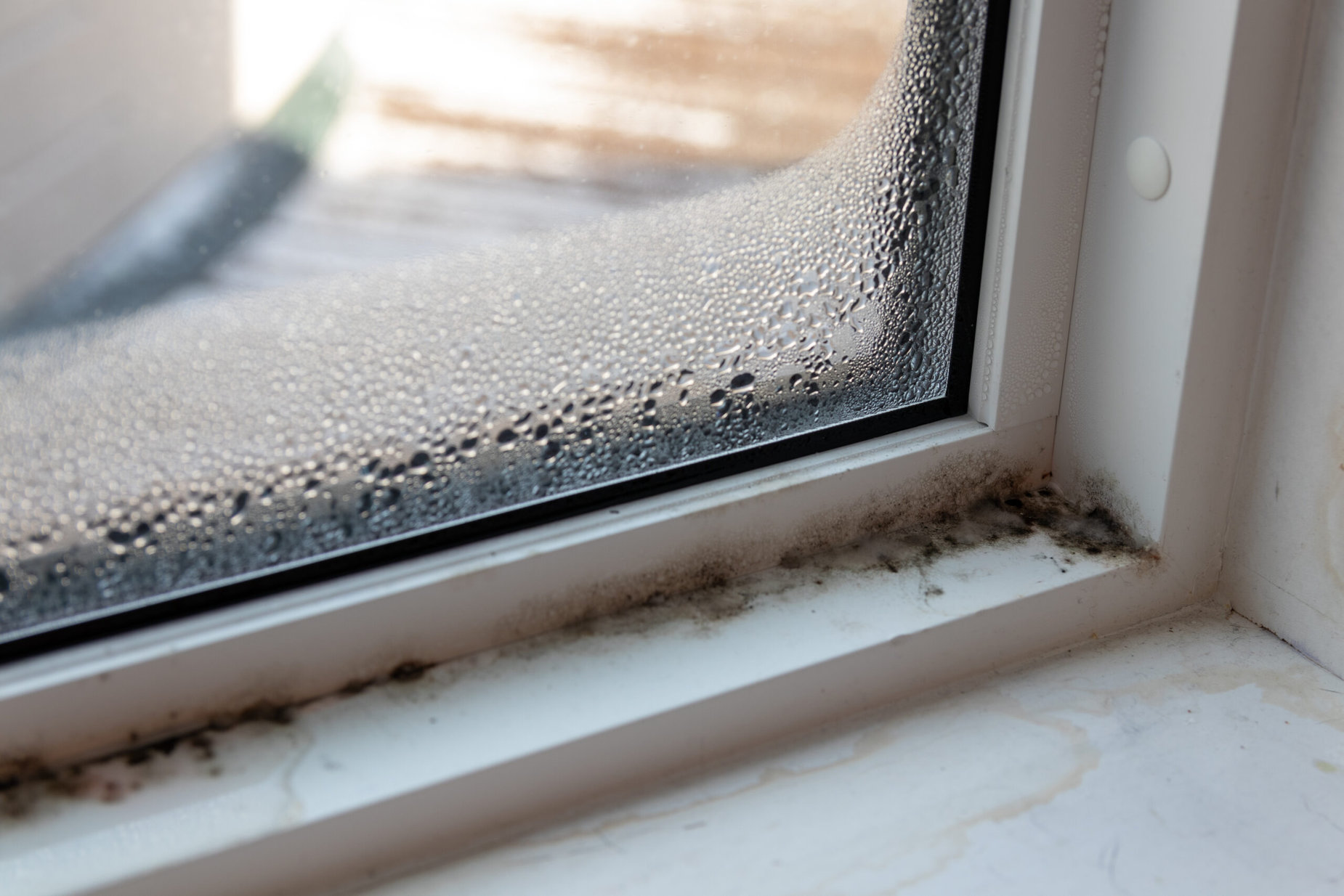 Interior and Exterior Mold Prevention on Windows