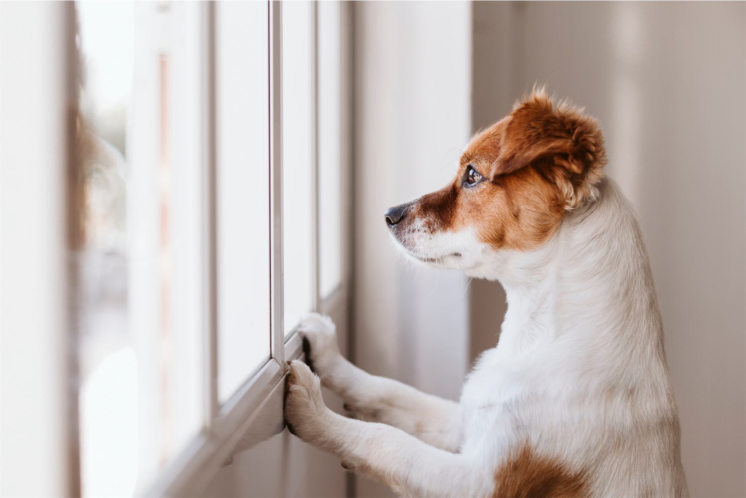 Pet-Proof Your Windows